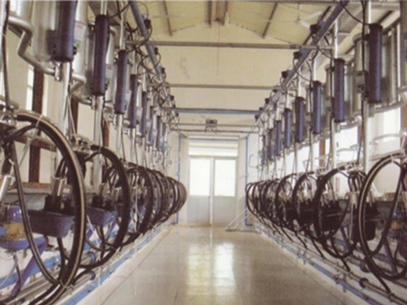 Electronic Measuring Fishbone TypeAuto-decupping Milking Parlor