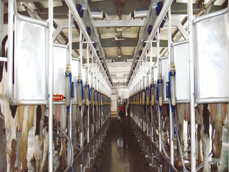 Devide-Flow FishboneType Milking Parlor